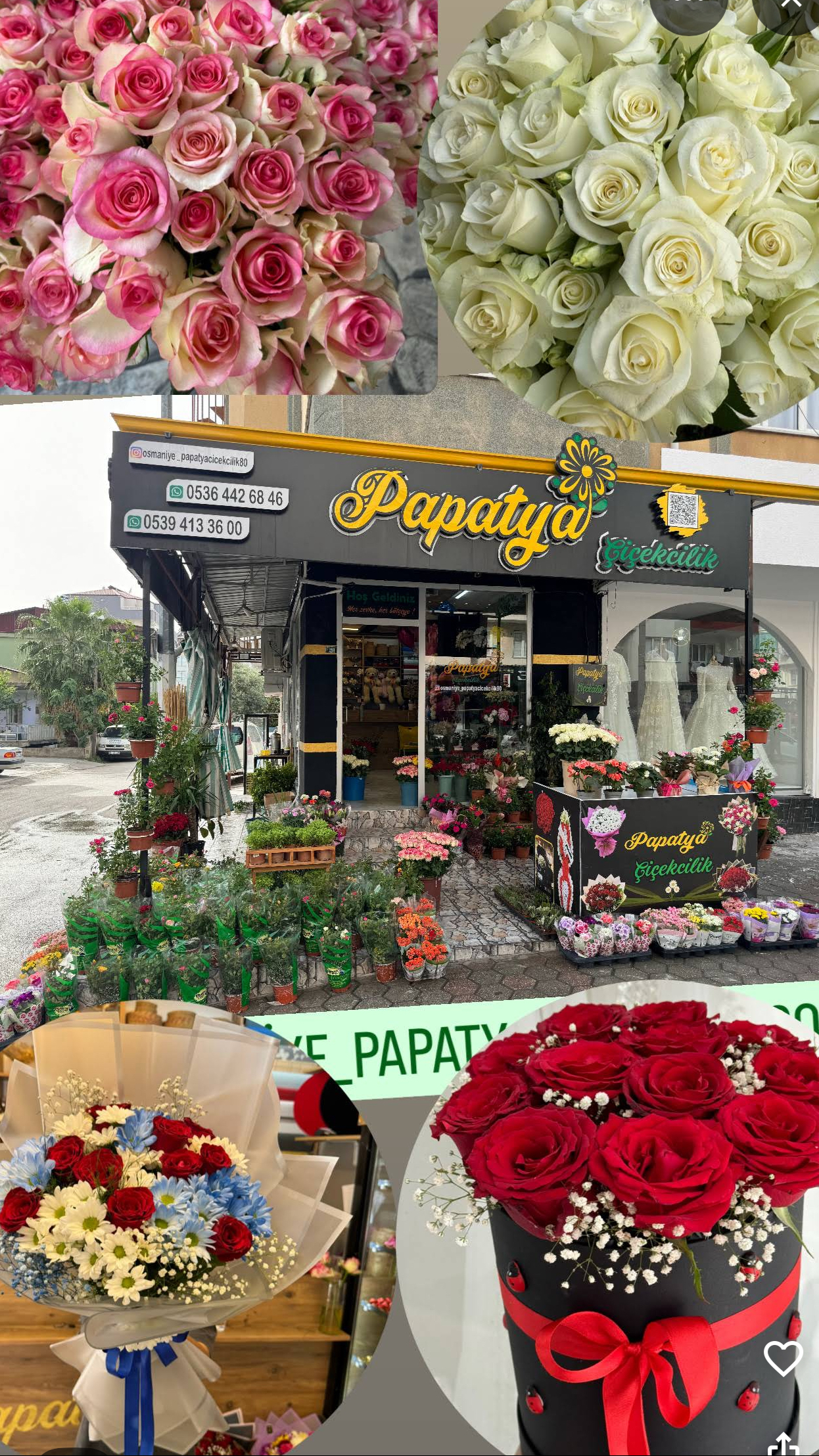 PAPATYA ÇİÇEKÇİLİK